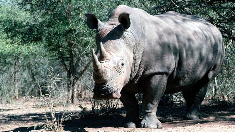 A Shady Spot, Rhinoceros
